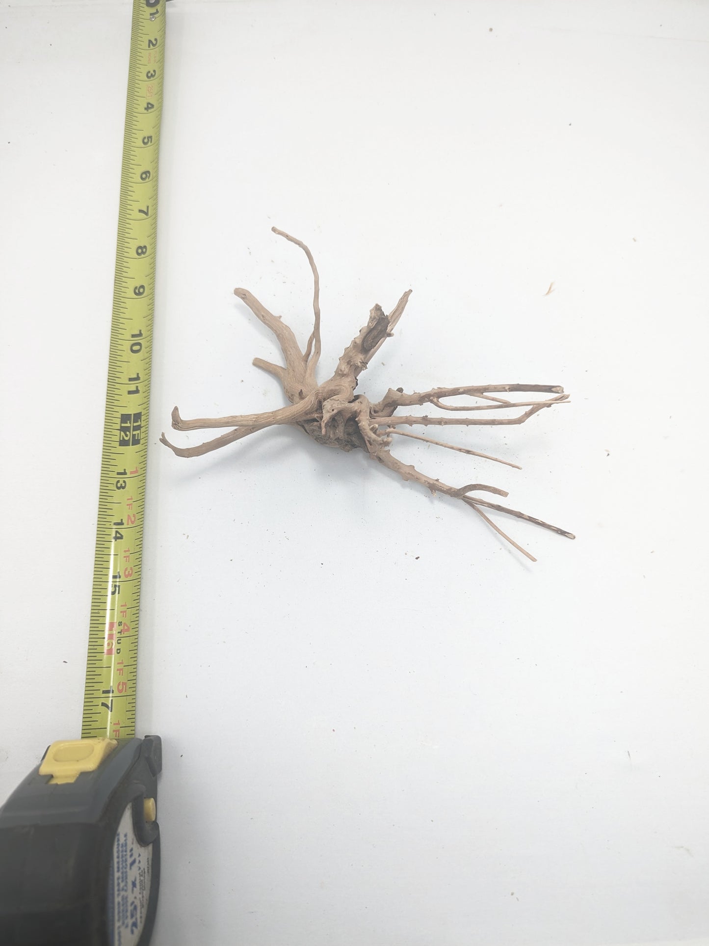 Spiderwood #2