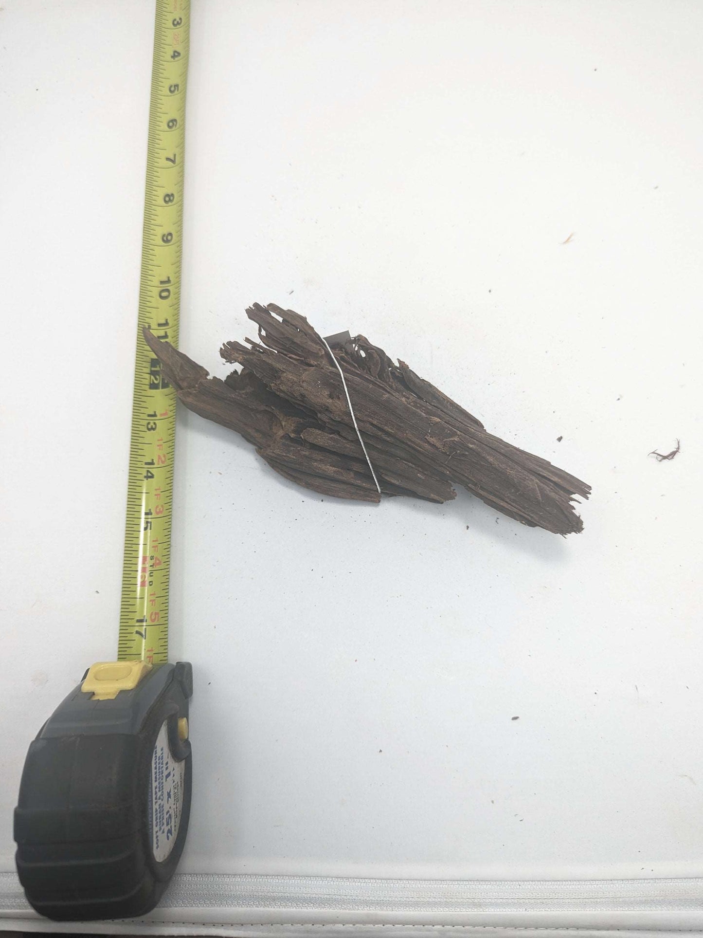 Malaysian Driftwood (Tropica) #8