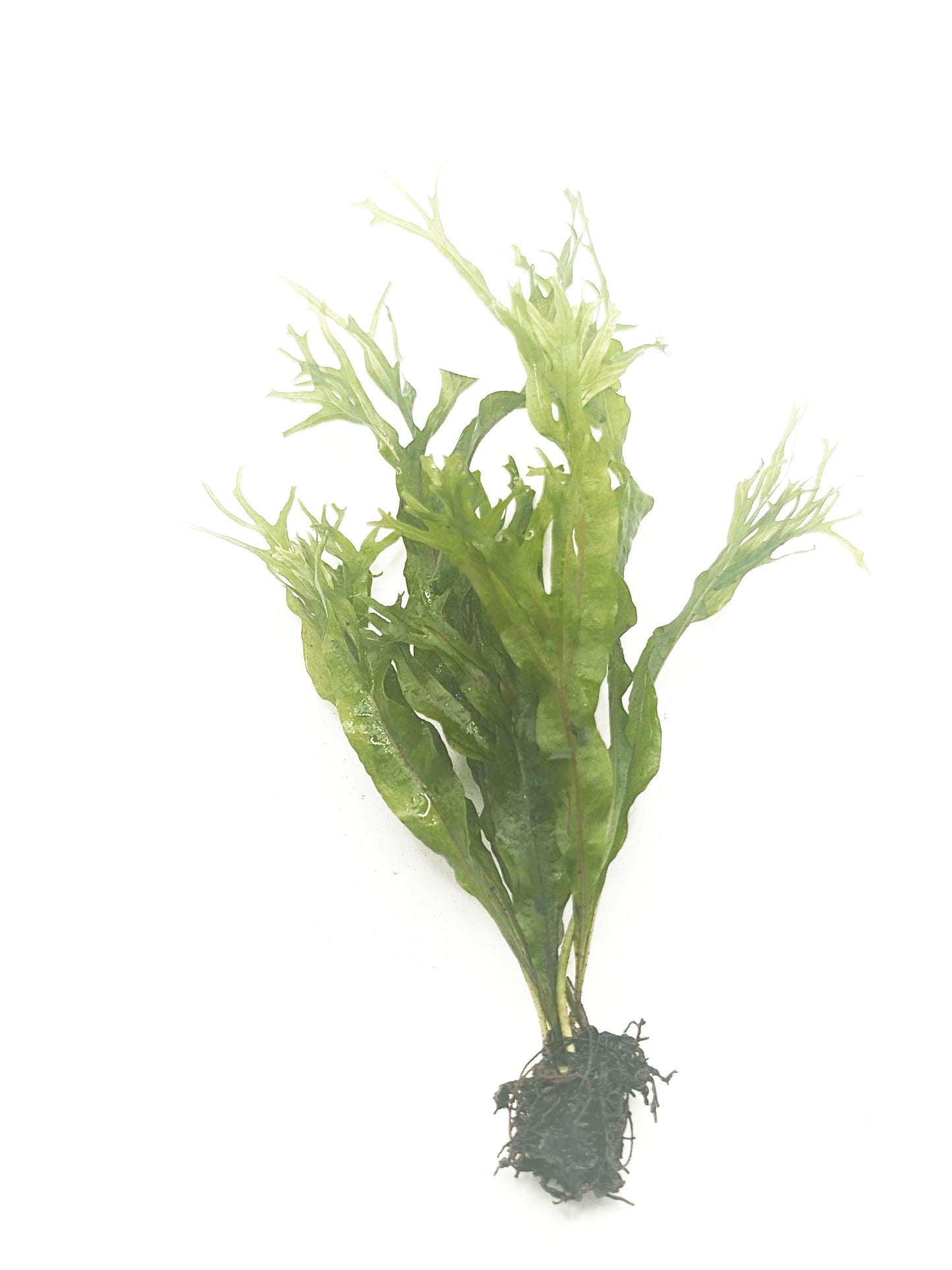 Microsorum windelov