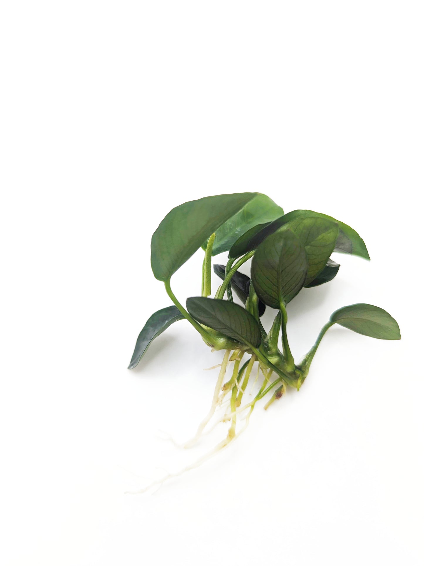 Anubias nana petite (one rhizome)
