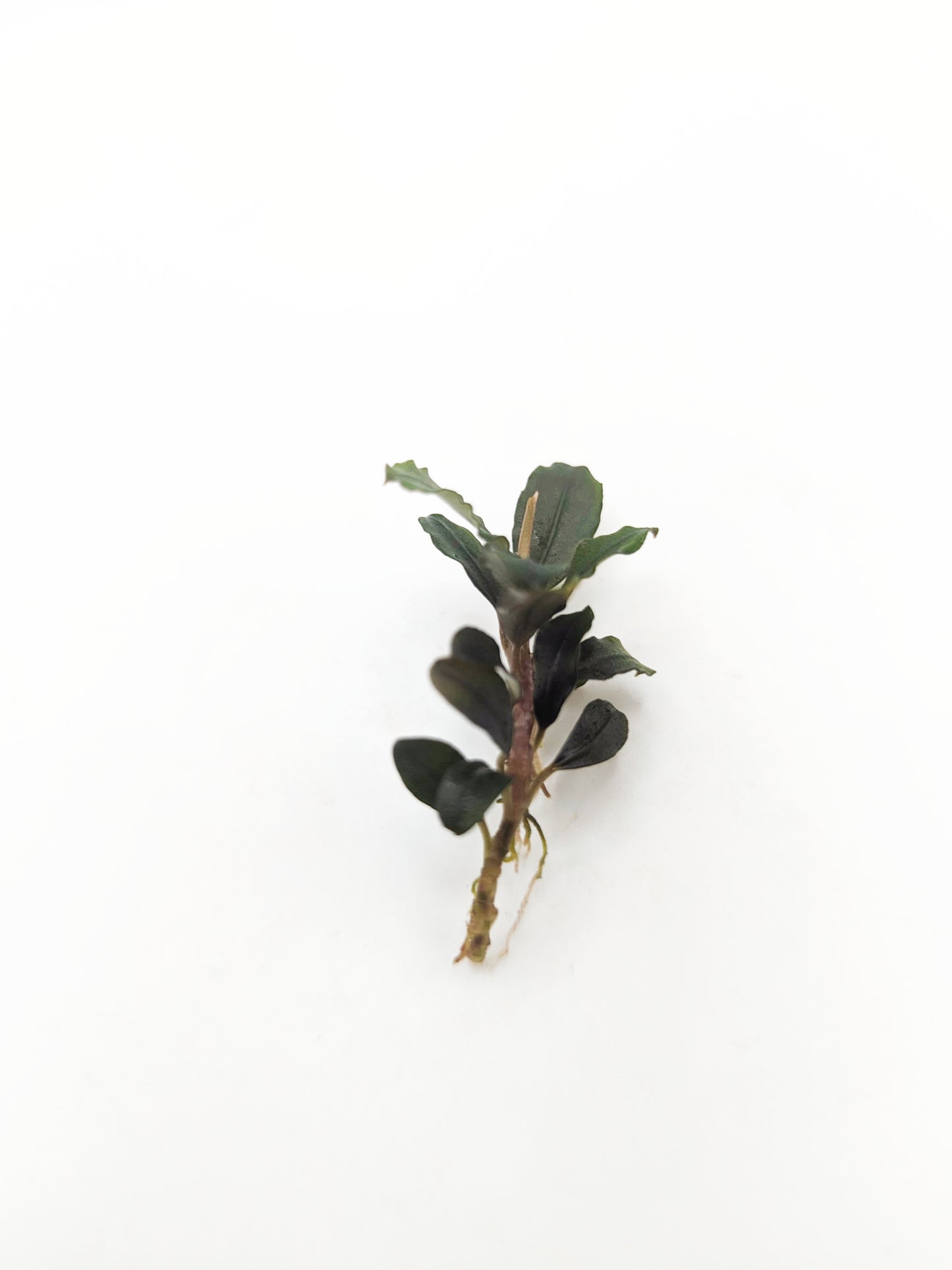 Bucephalandra kapuas brownie