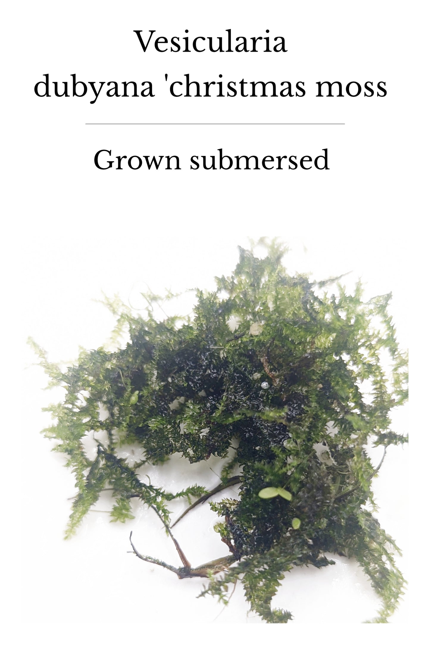 Vesicularia dubyana 'Christmas' on