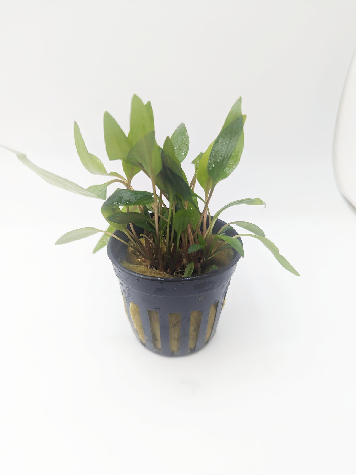 Cryptocoryne petchii