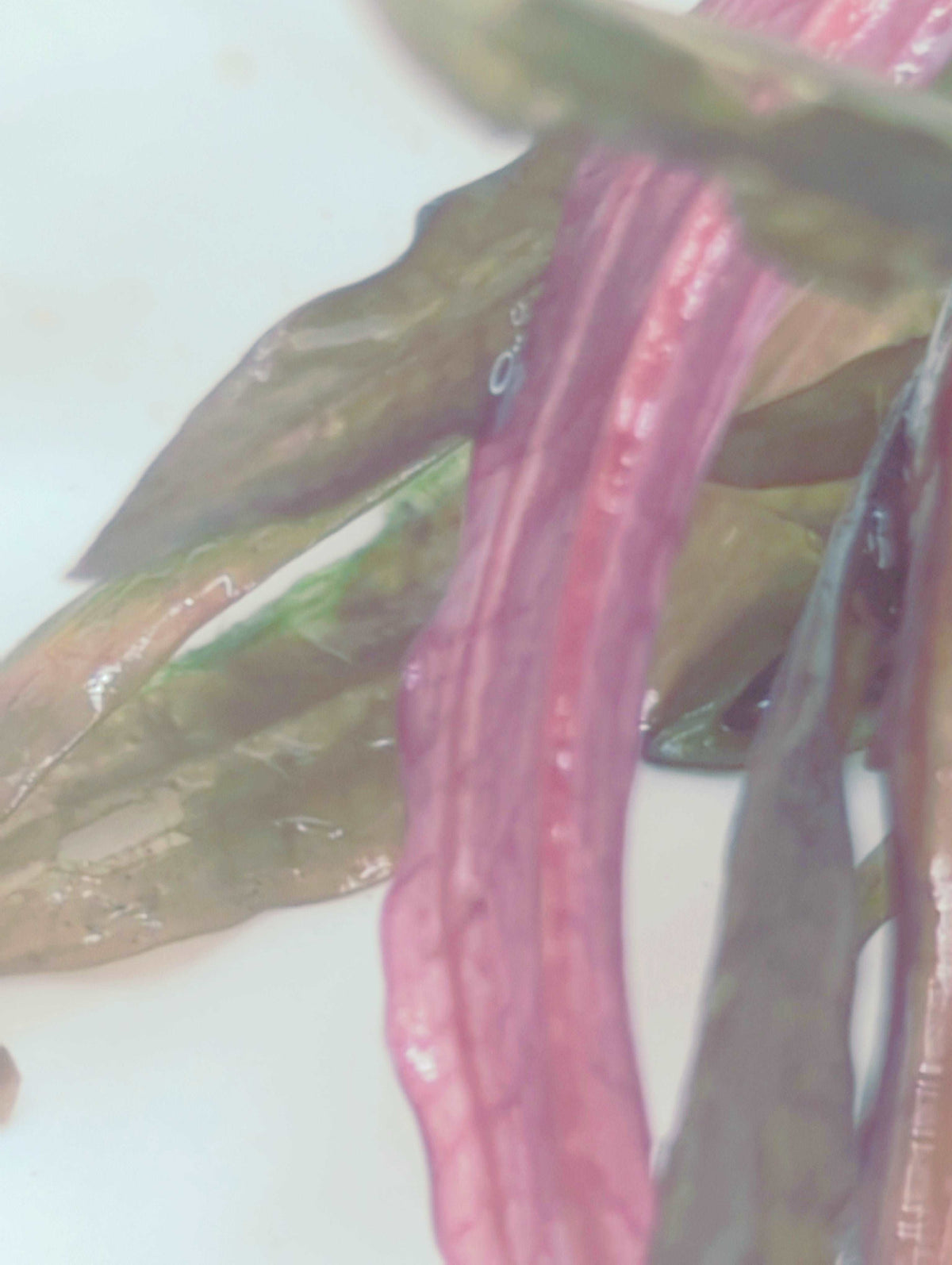 Echinodorus red diamond