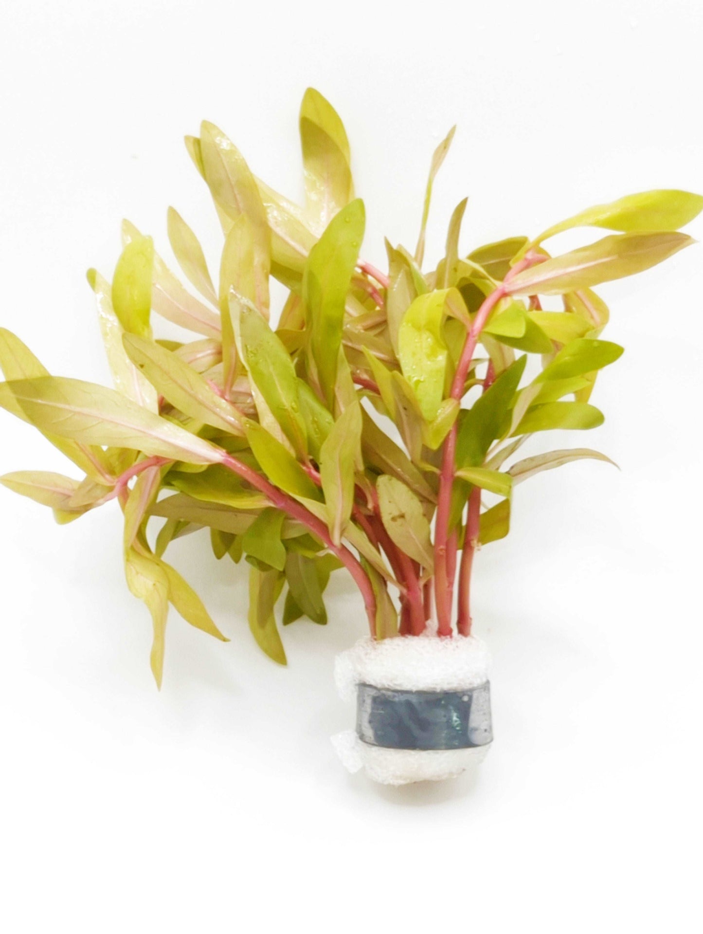 Nesaea Pedicellata Golden