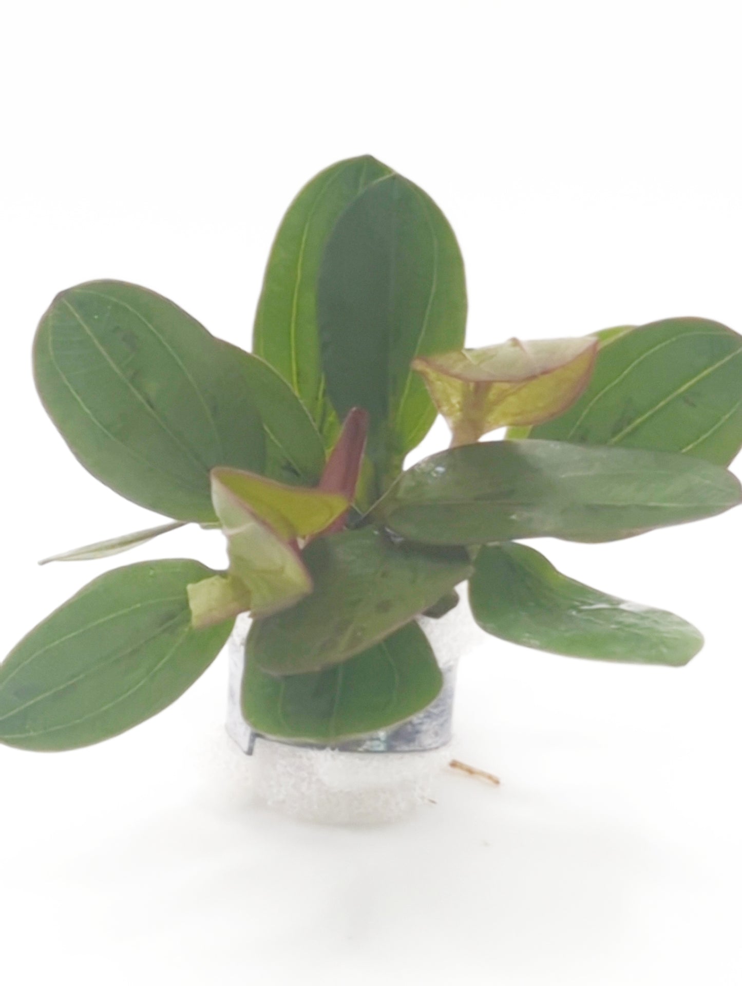 Echinodorus hadi red pearl