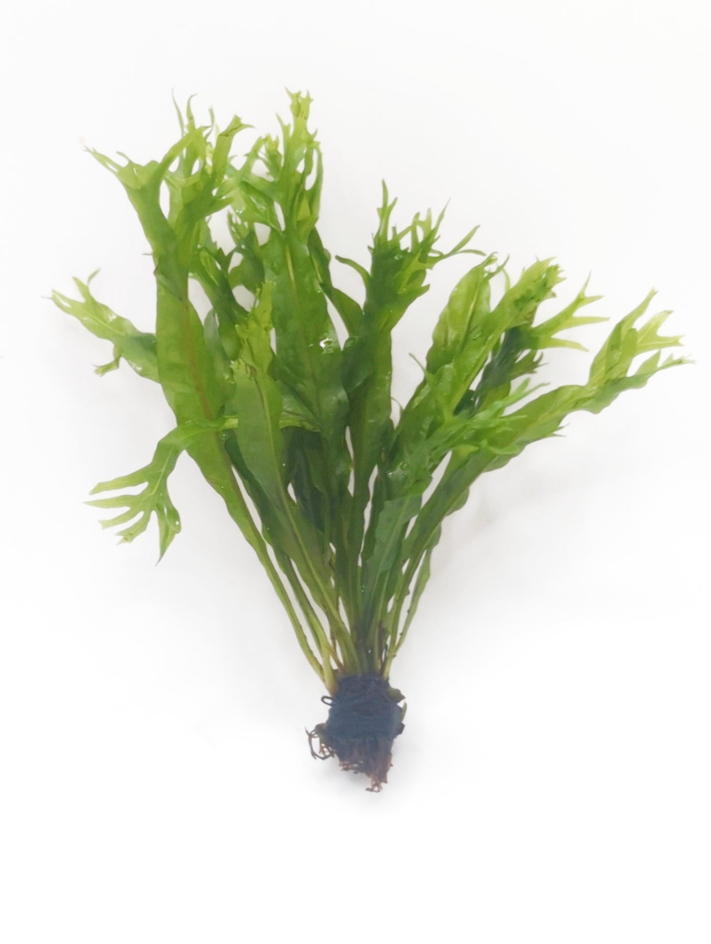 Microsorum windelov