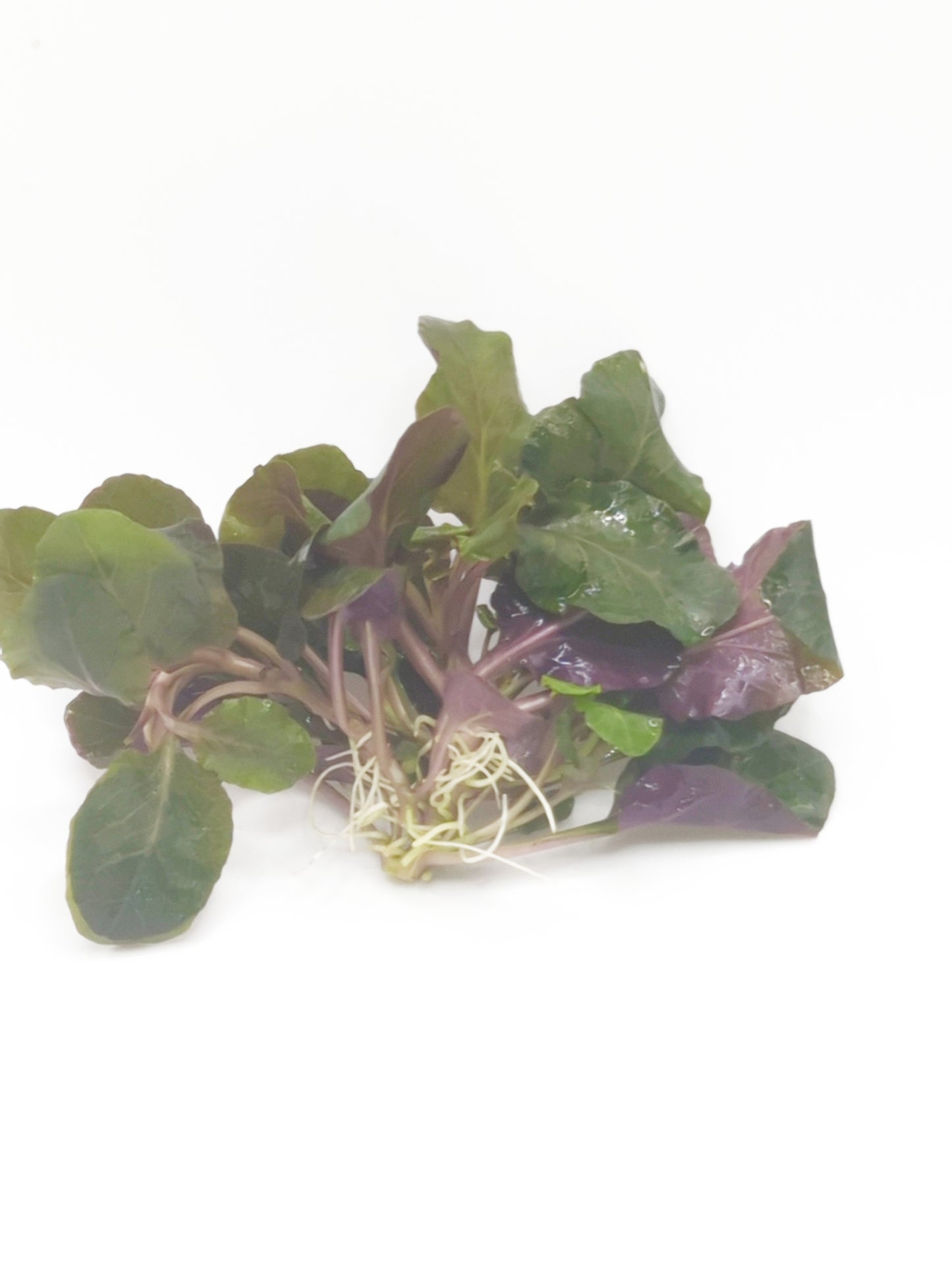 Lobelia cardinalis wavy (3 plants)