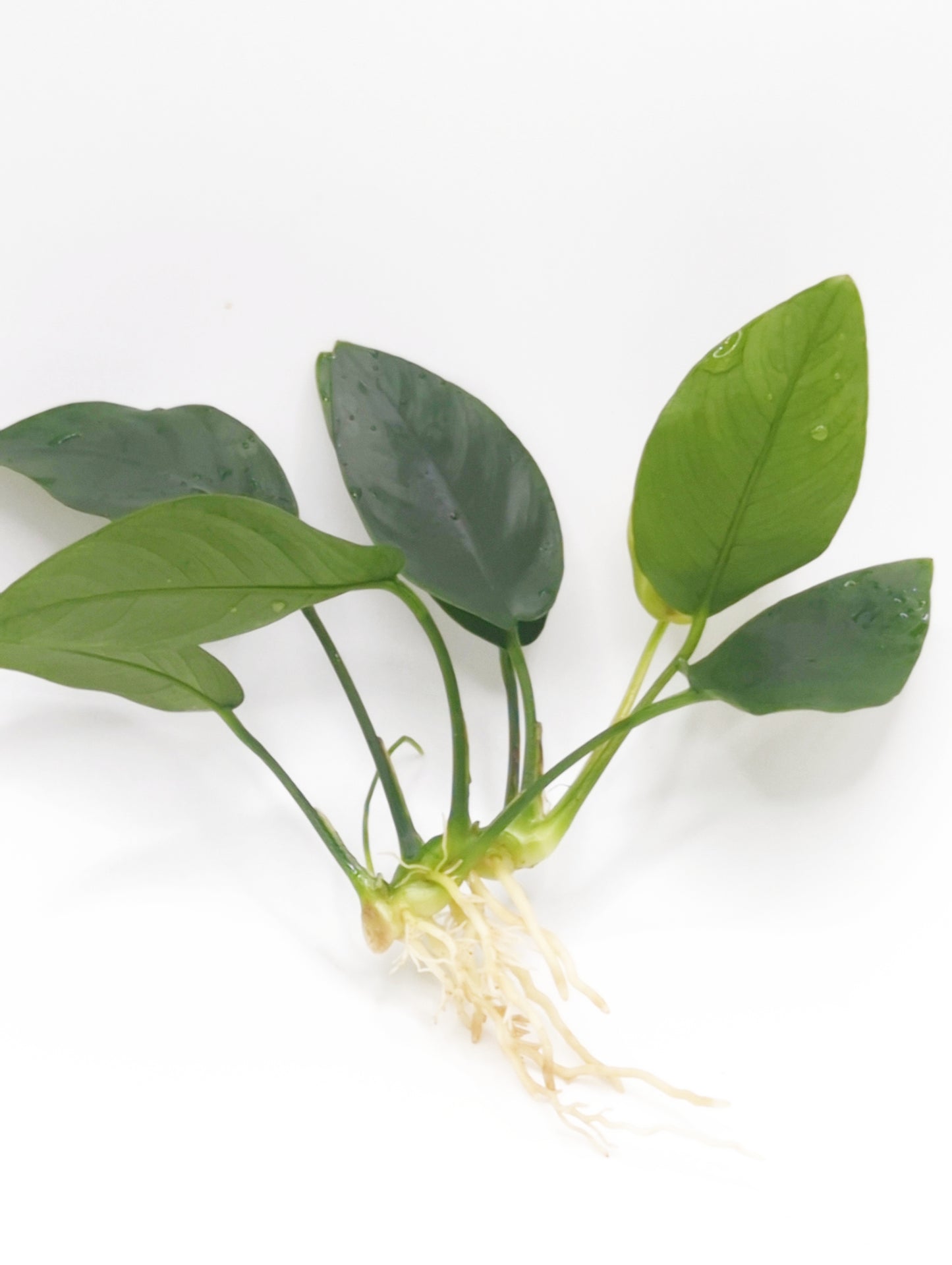 Anubia barteri nana (one rhizome)