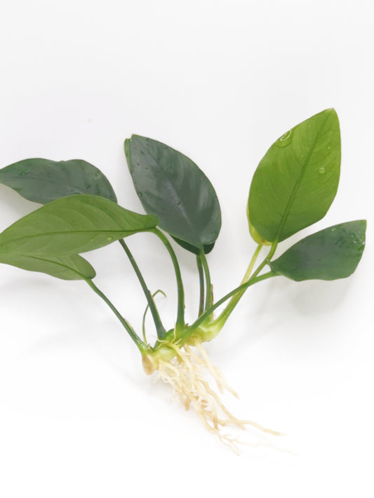 Anubia barteri nana (one rhizome)