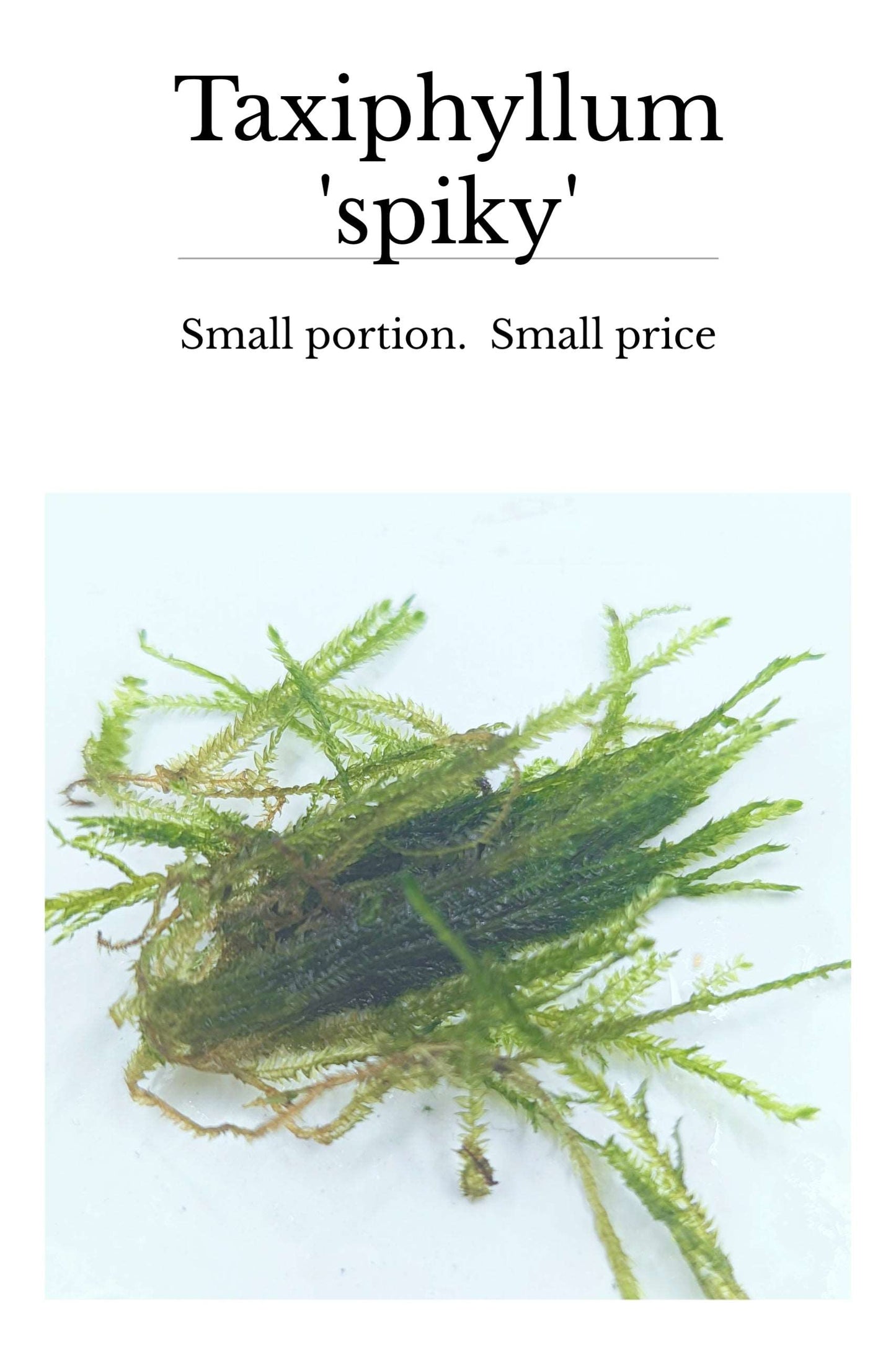 Taxiphyllum 'Spiky'