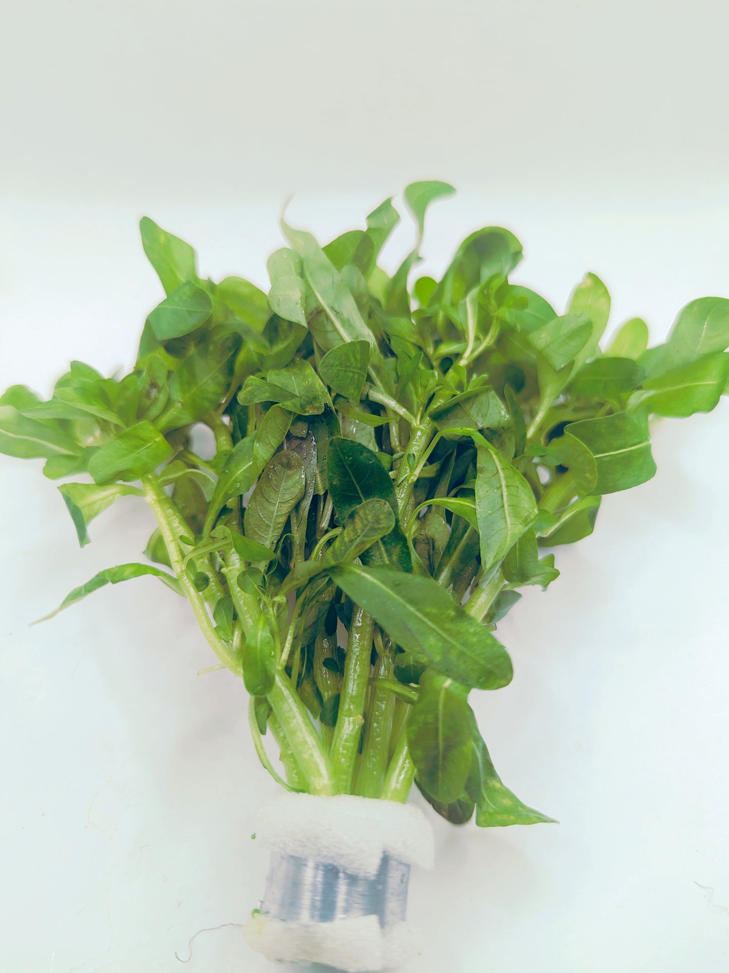 Ludwigia inclinata green