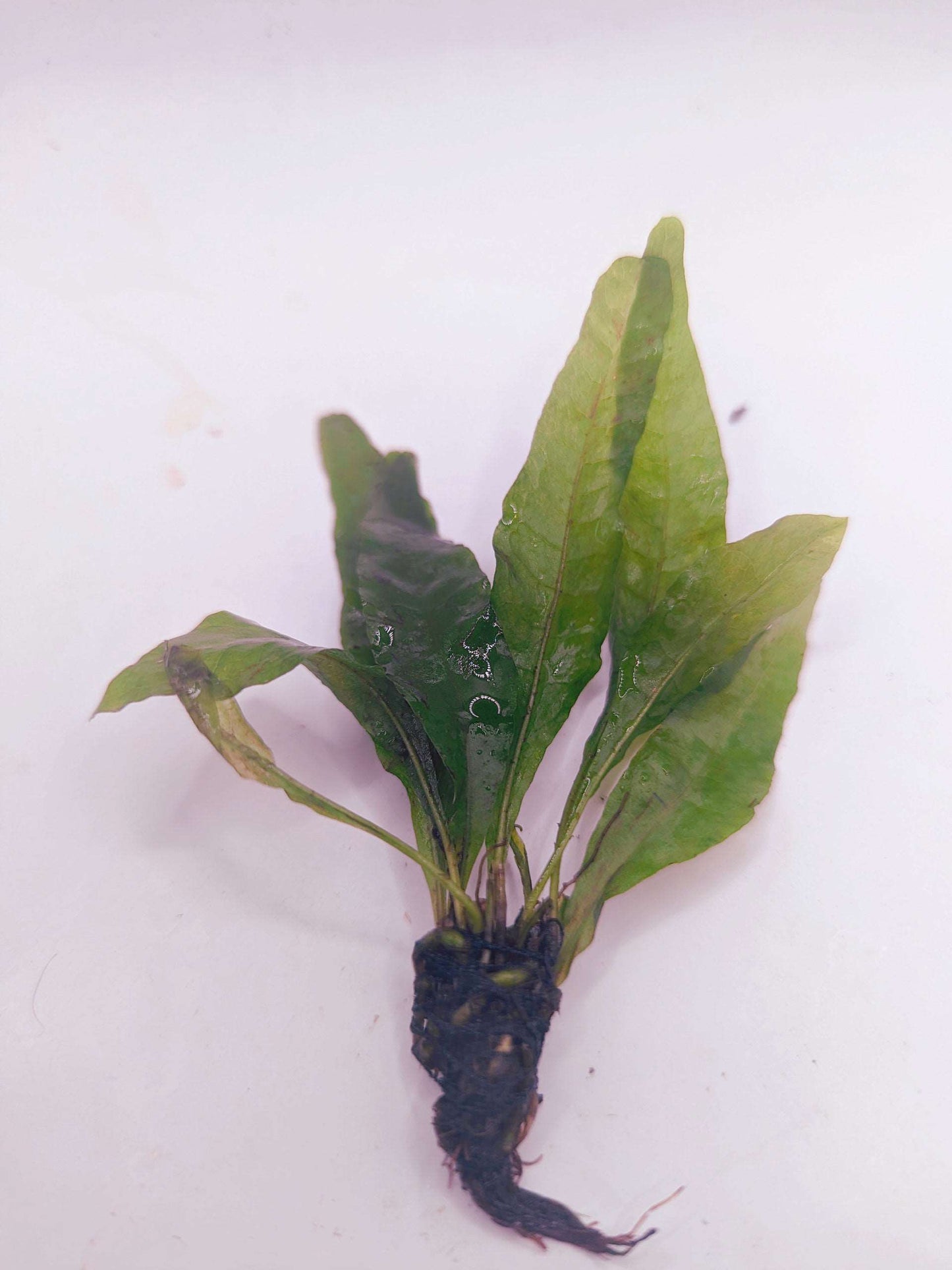 Microsorium pteropus