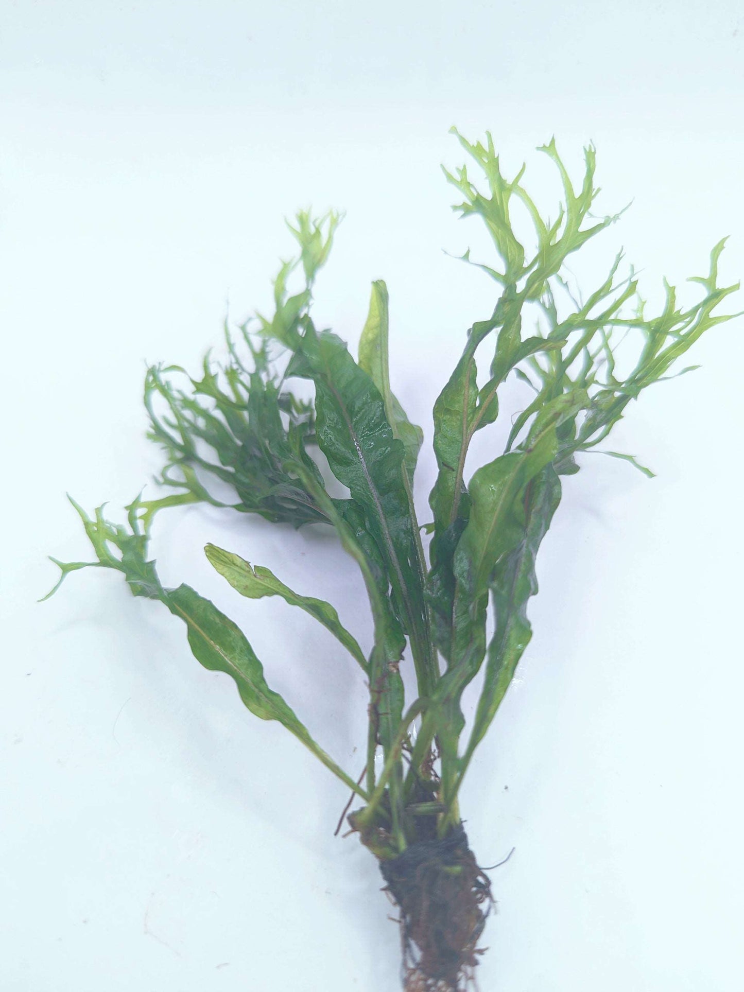 Microsorum windelov