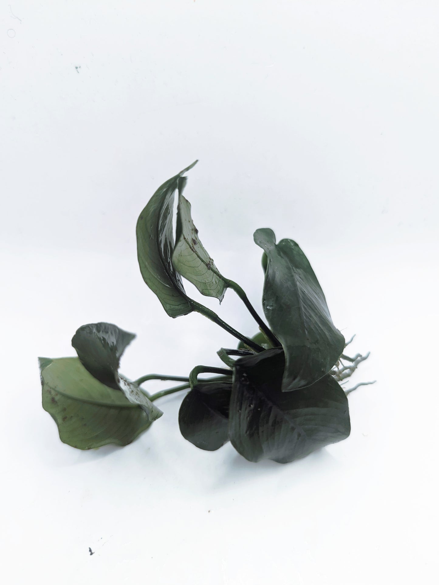 Anubia barteri nana (one rhizome)