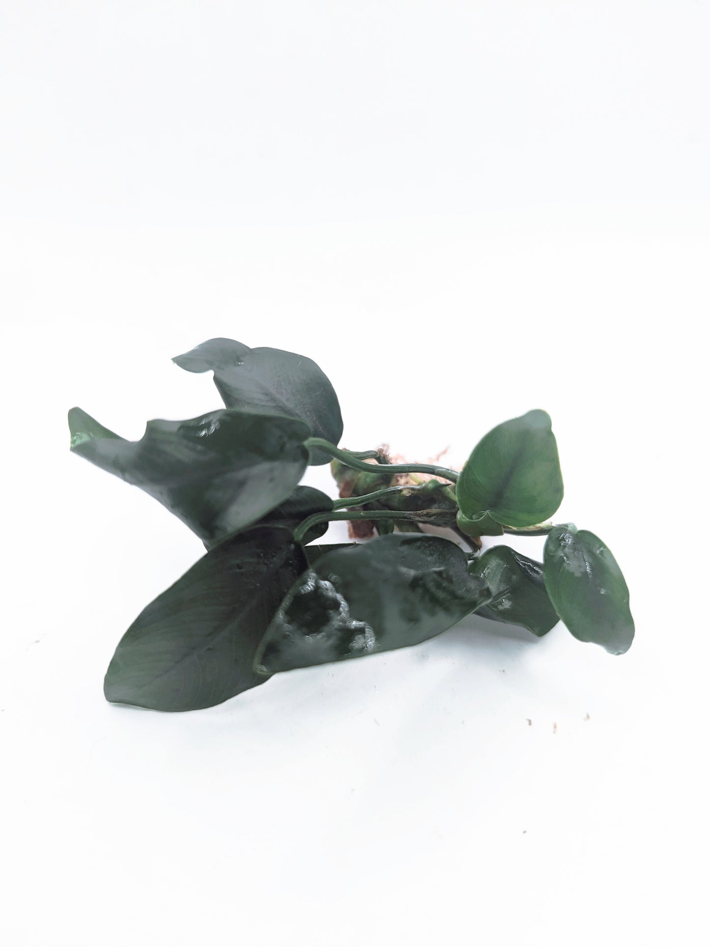 Anubias barteri 'petite round'