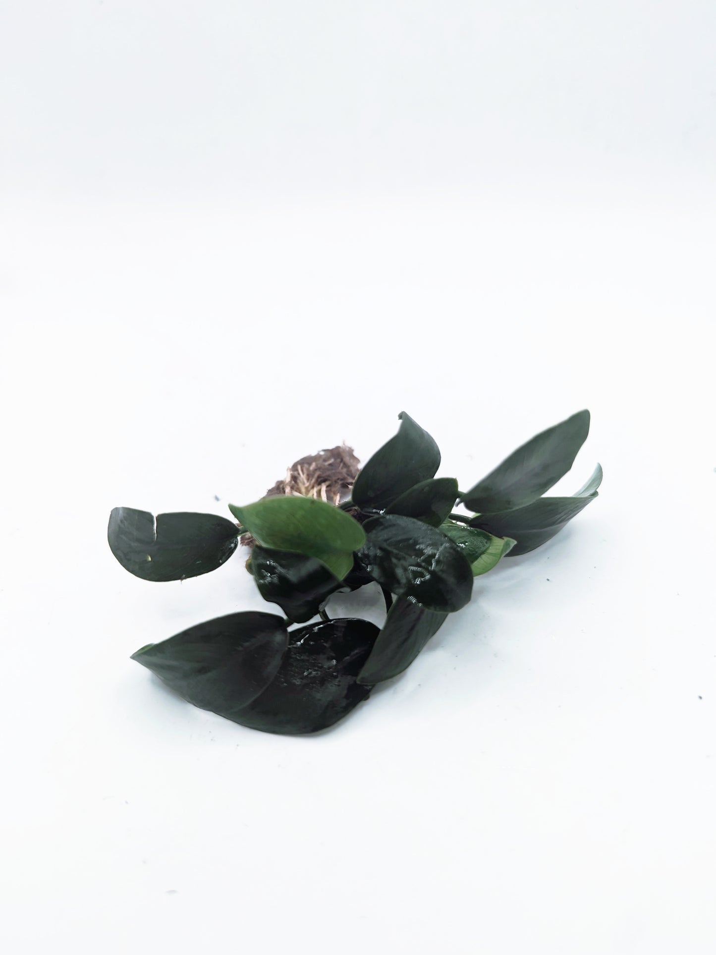 Anubias barteri 'petite round'