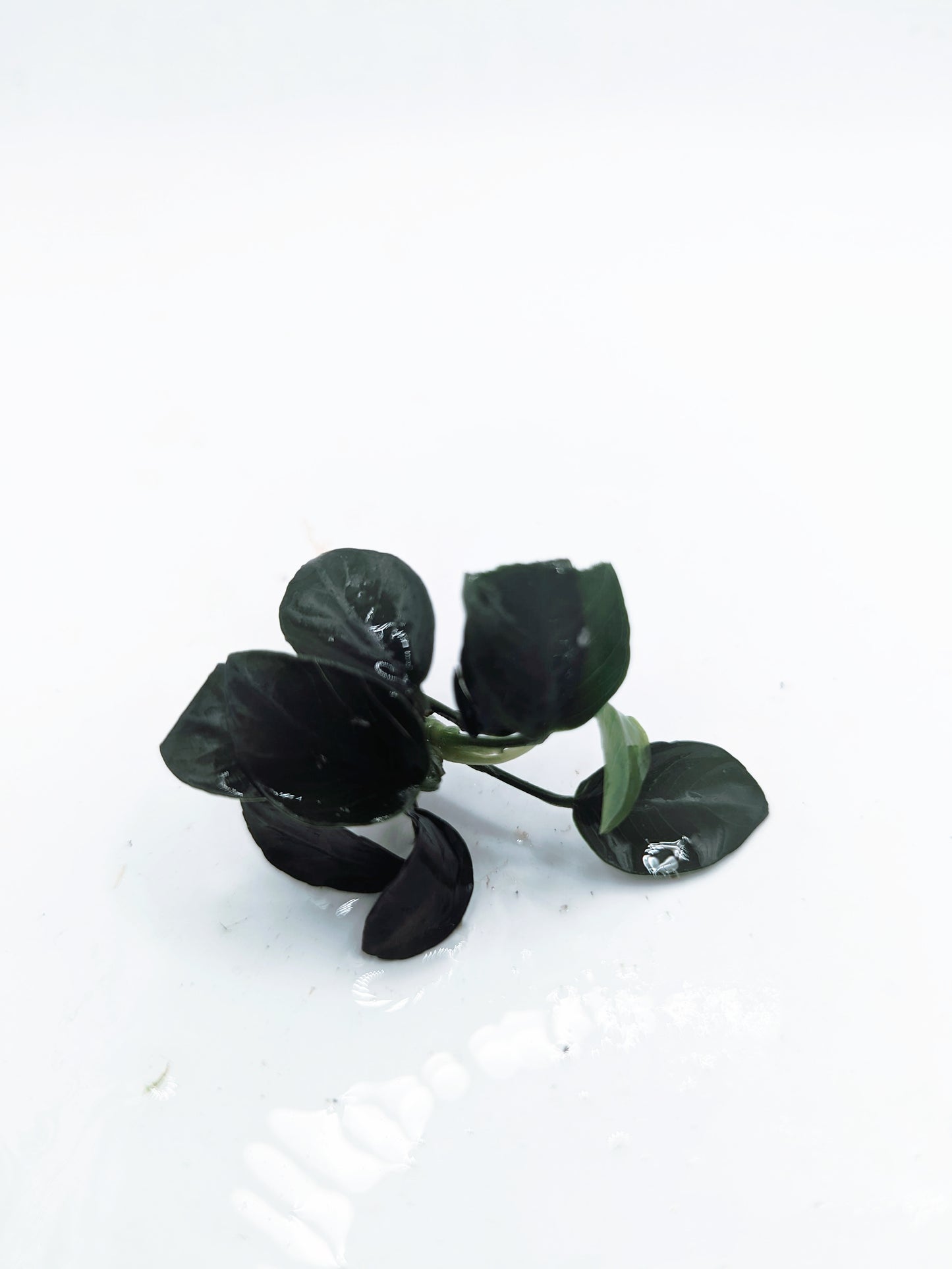 Anubias nana petite (one rhizome)