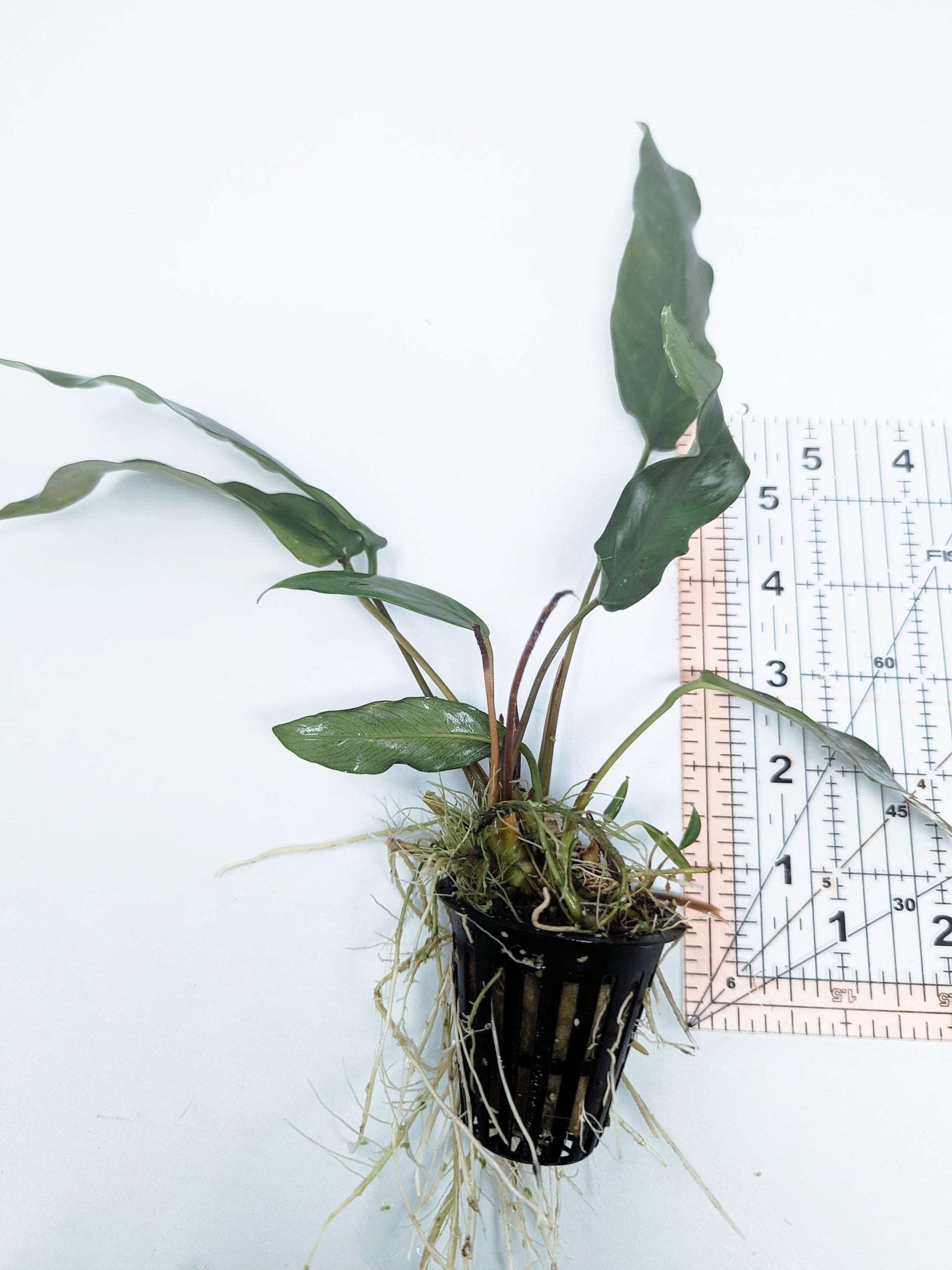 Anubias short and sharp