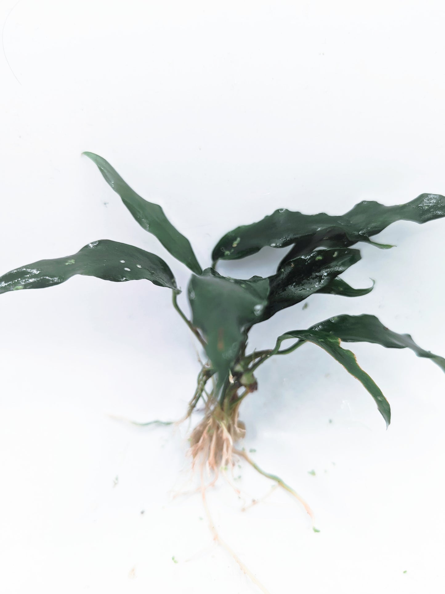 Anubias barteri var. glabra (minima)