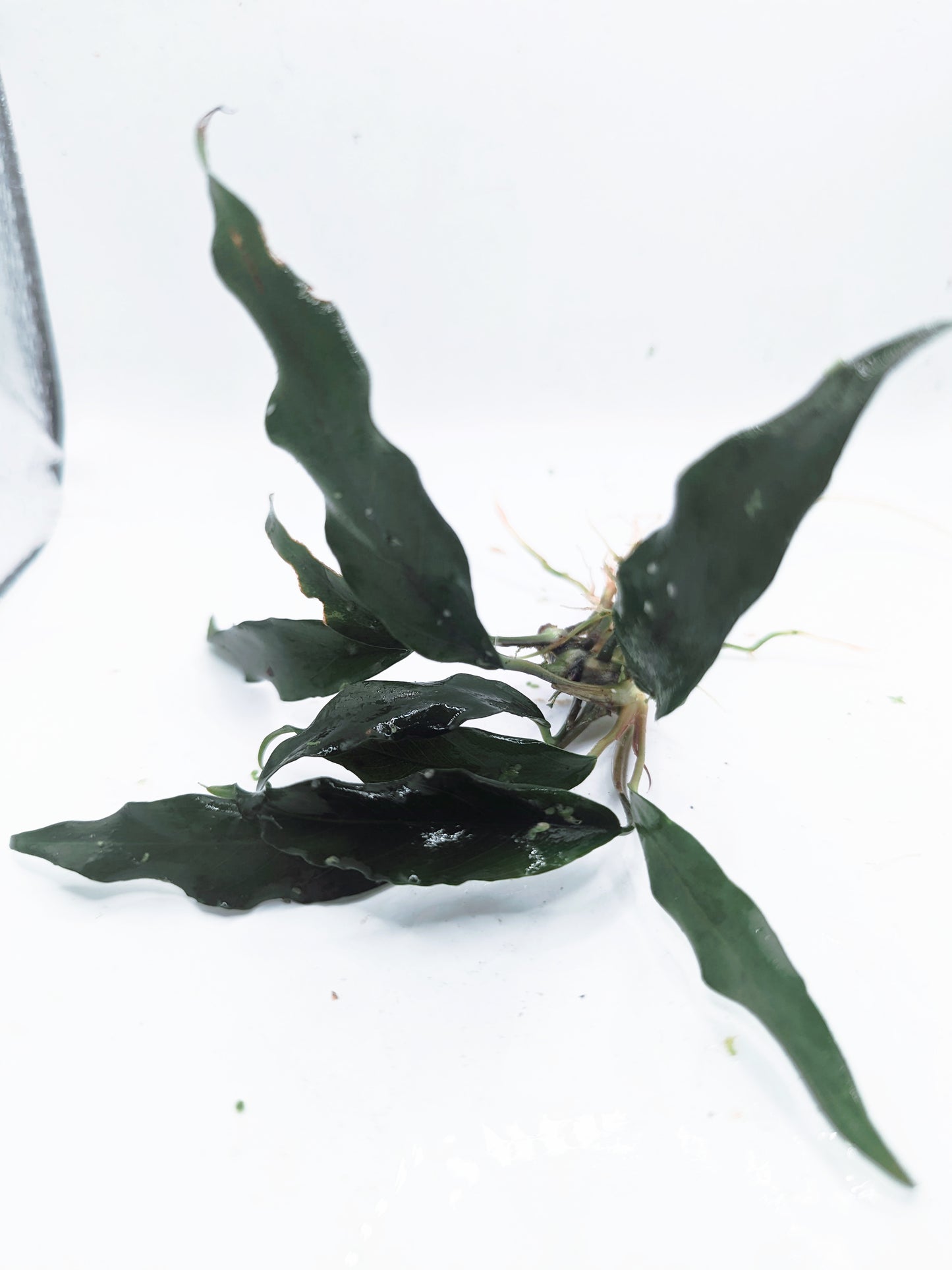 Anubias barteri var. glabra (minima)