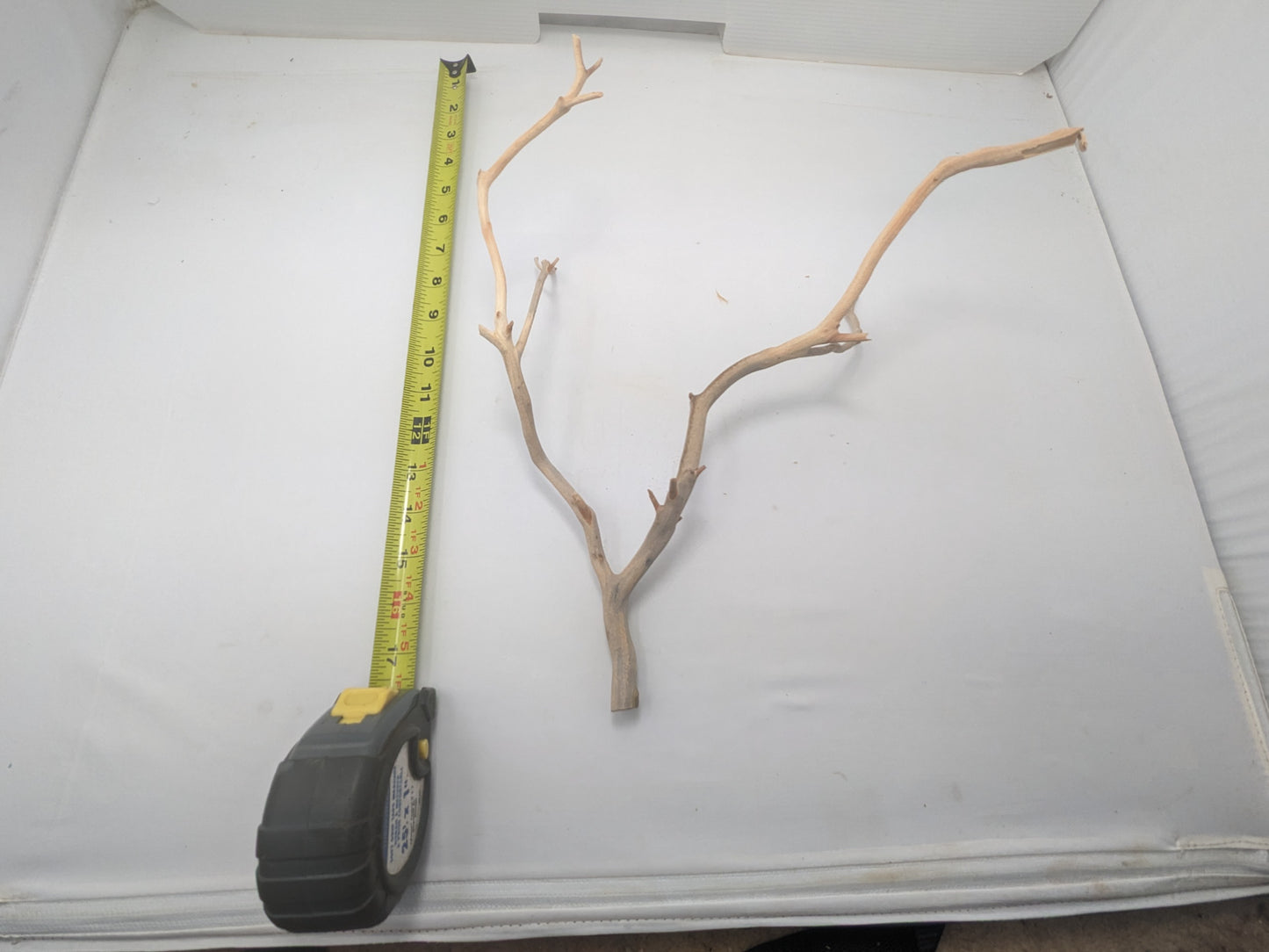 Manzanita #2