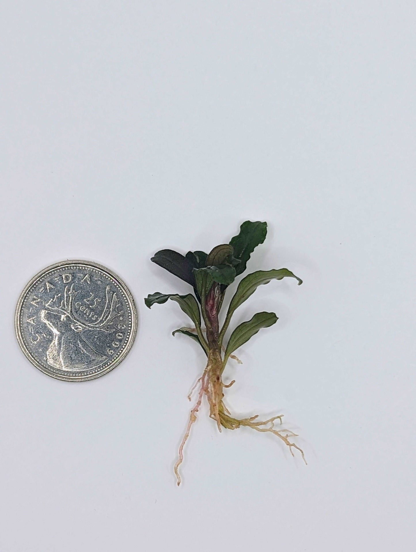 Bucephalandra kapuas brownie