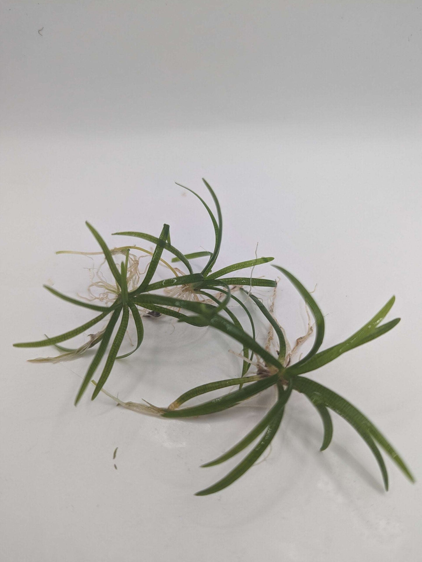 Dwarf Sagitarria subulata