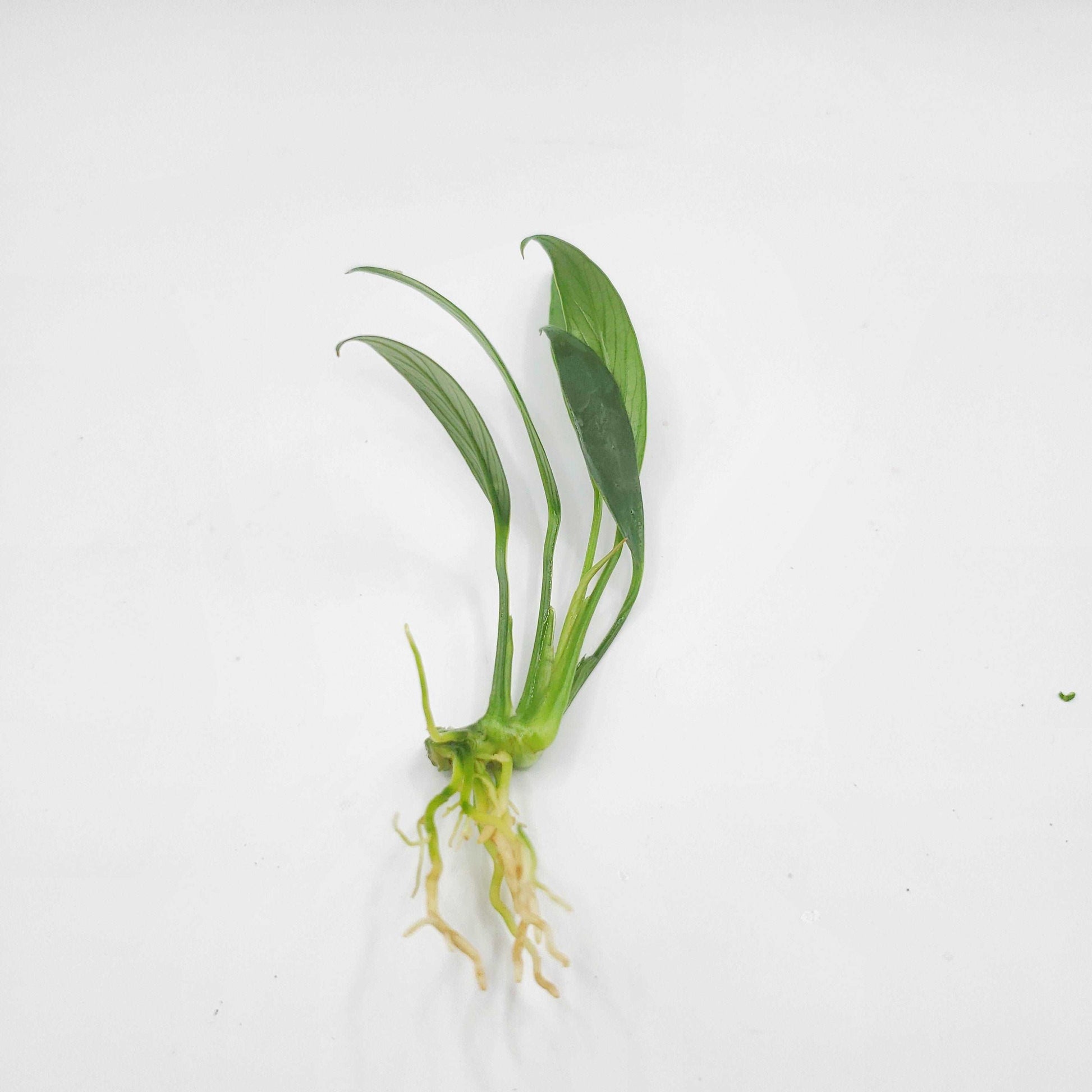 Anubias congensis 'mini'