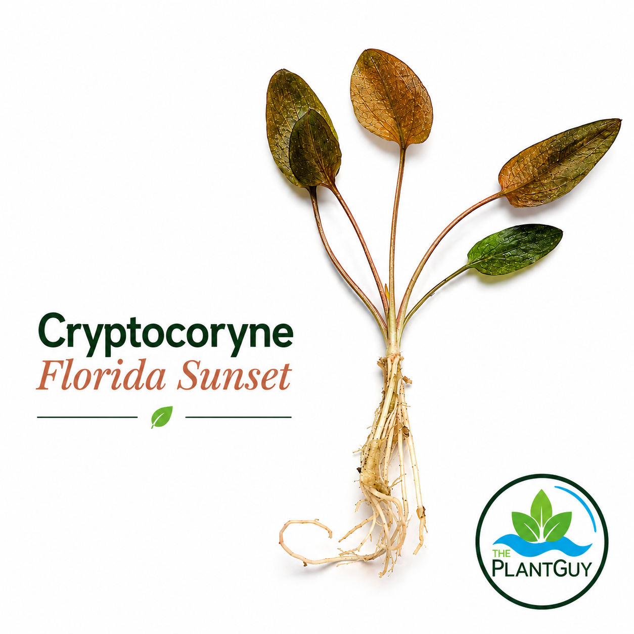 Cryptocoryne Florida sunset (one plant)