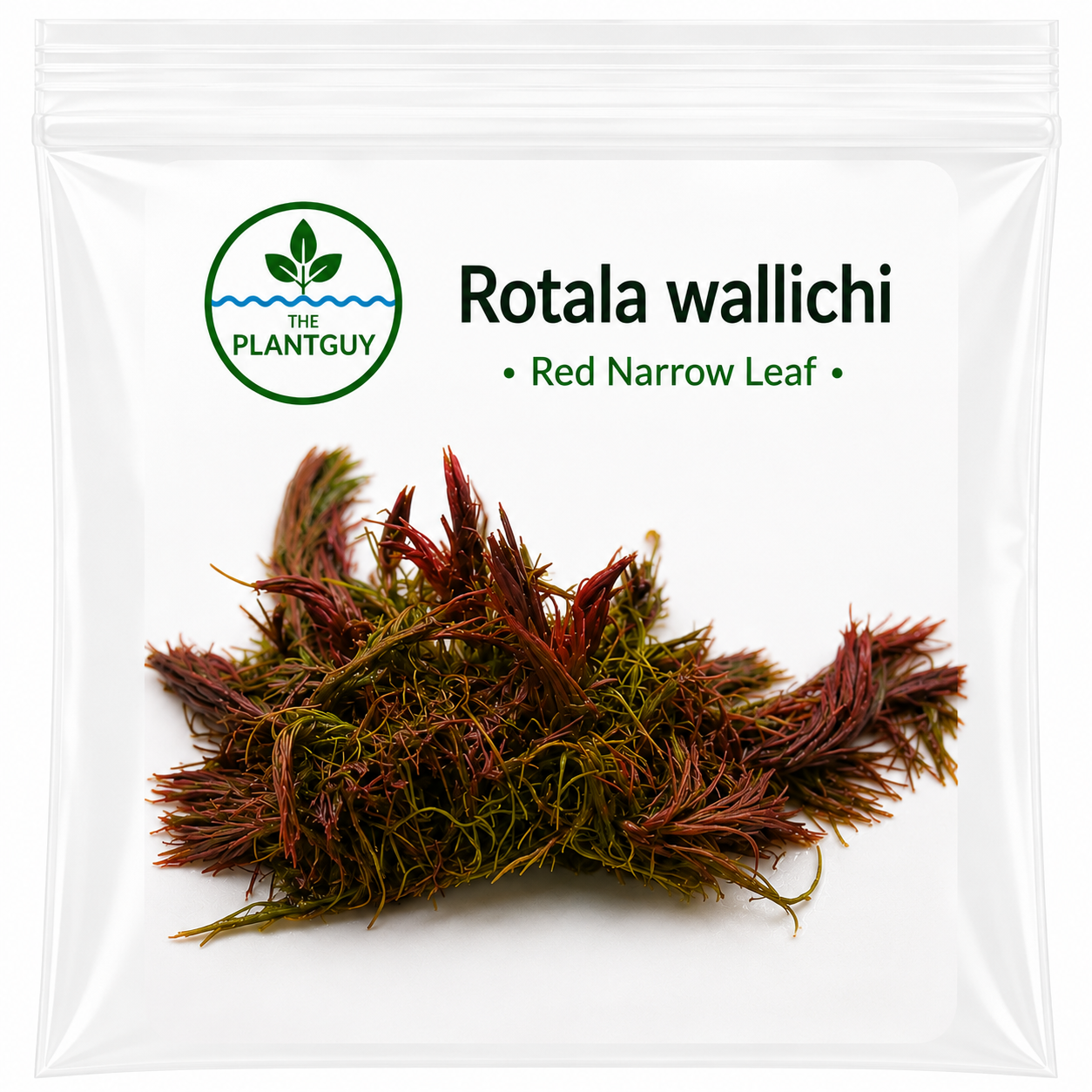 Rotala wallichi - Tissue Culture (4 ounce bag)