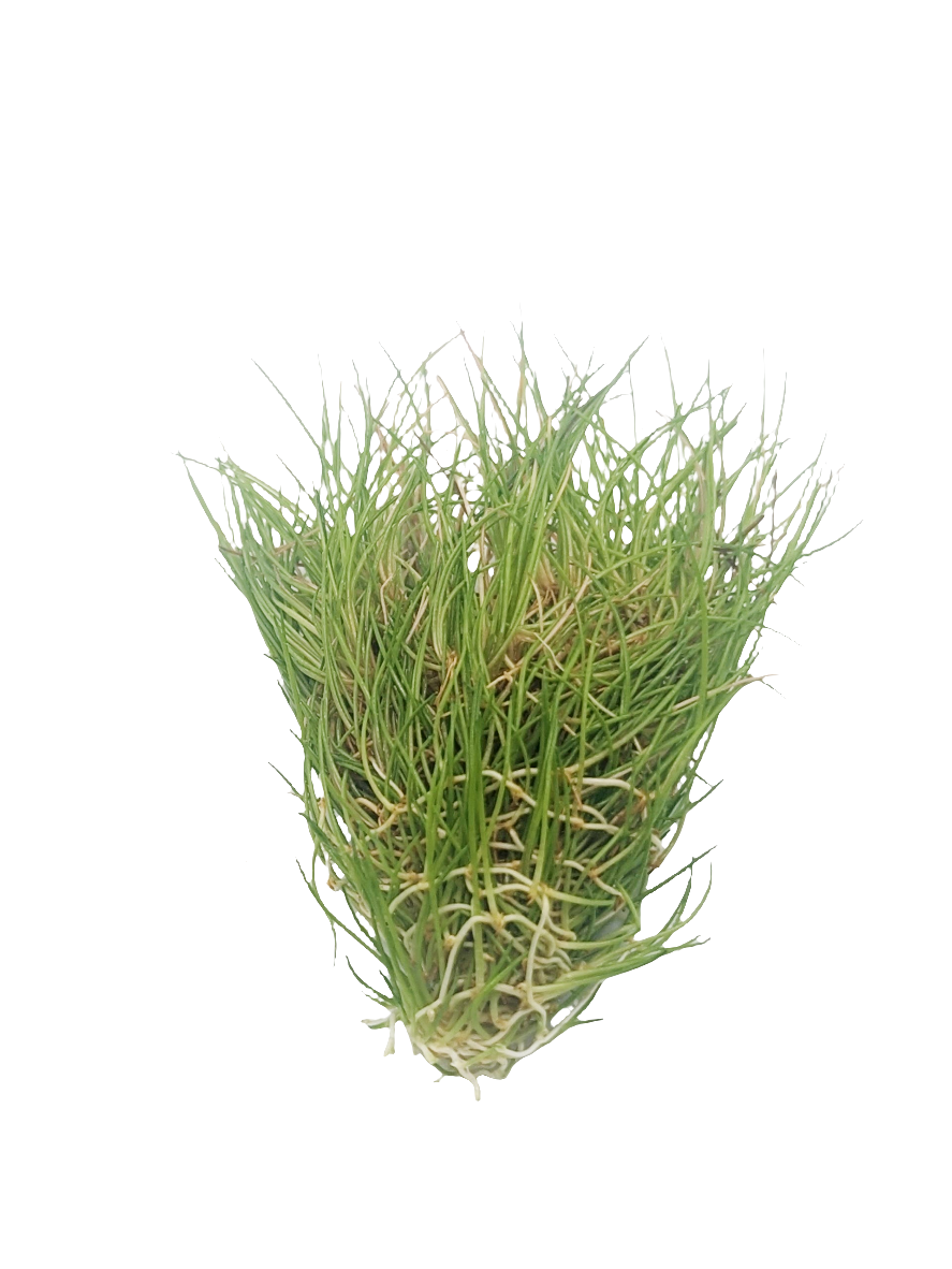 Eleocharis acicularis 'mini'- Tissue Culture