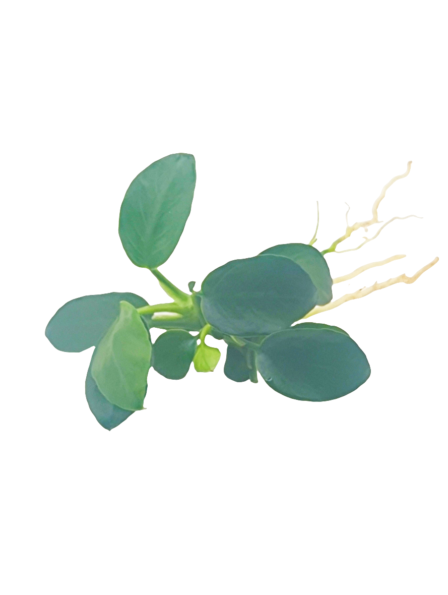 Anubias barteri 'petite round'