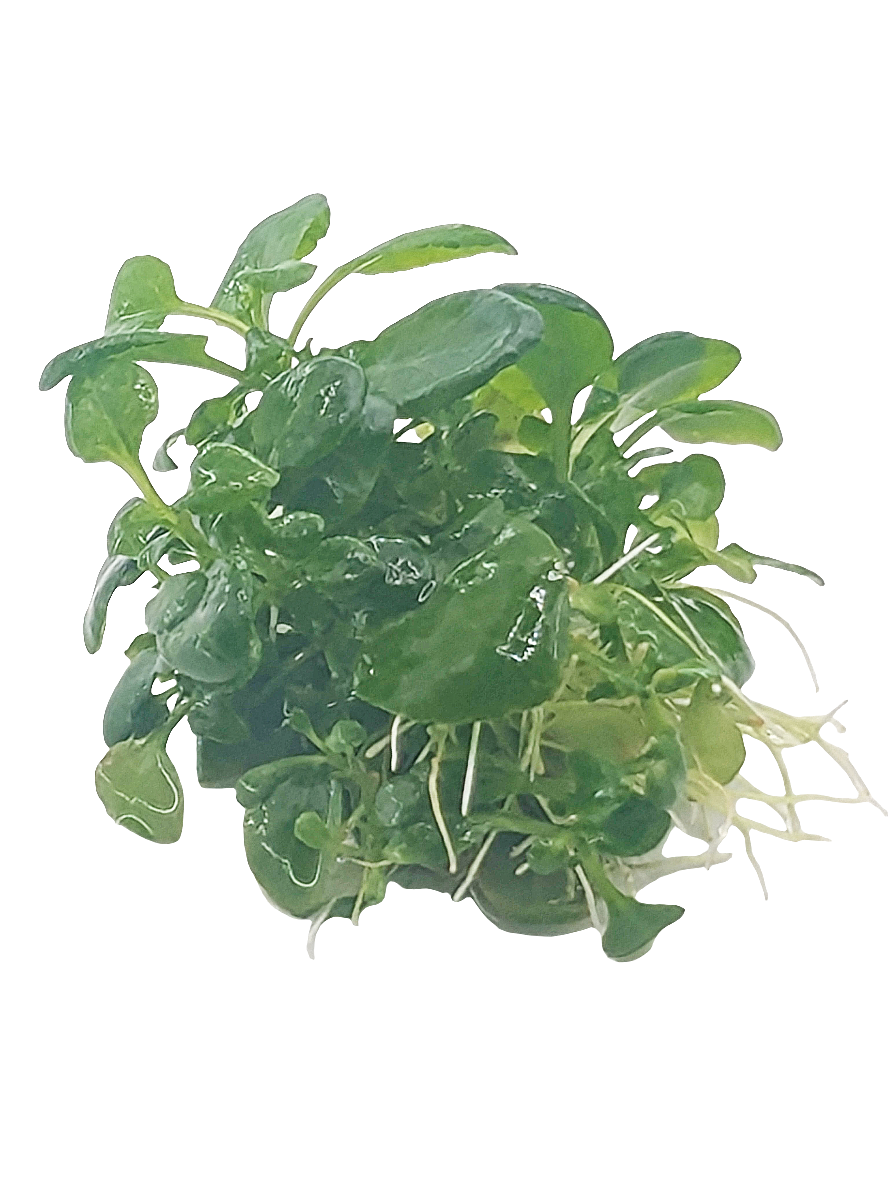 Lobelia cardinalis- Tissue Culture