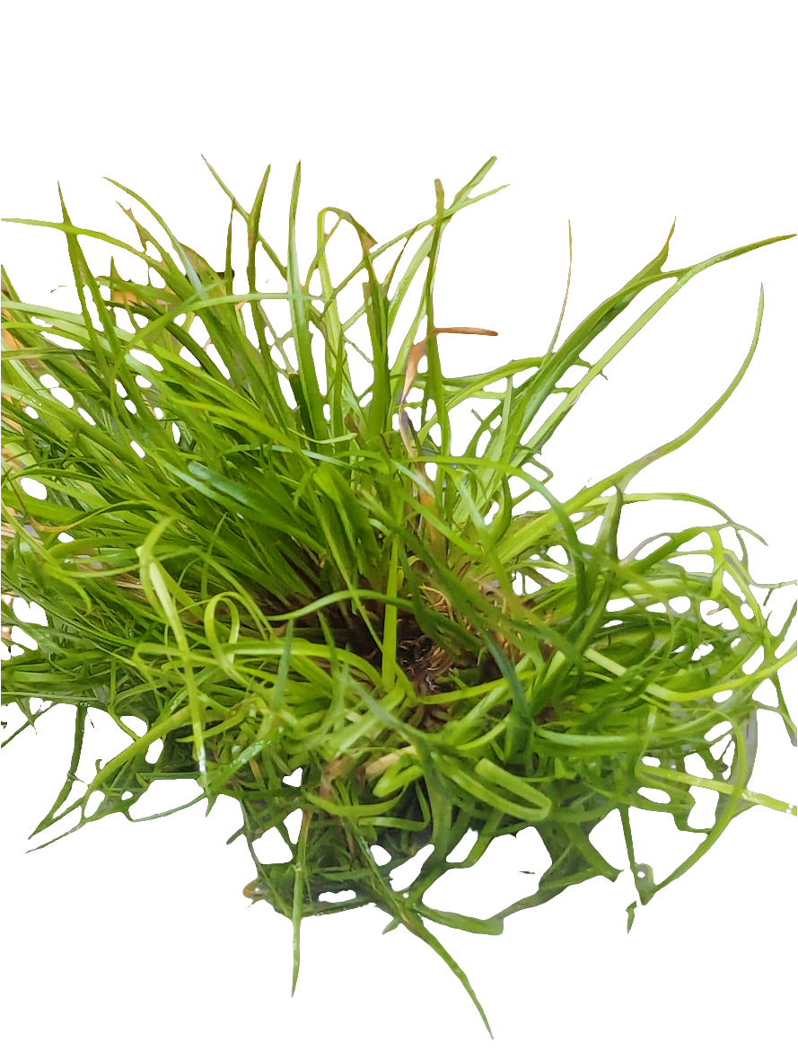 Juncus repens- Tissue Culture