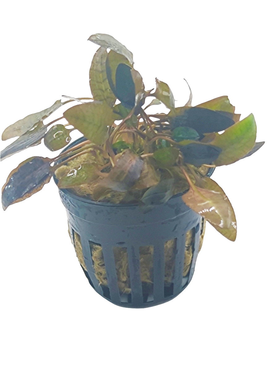 Cryptocoryne wendtii brown