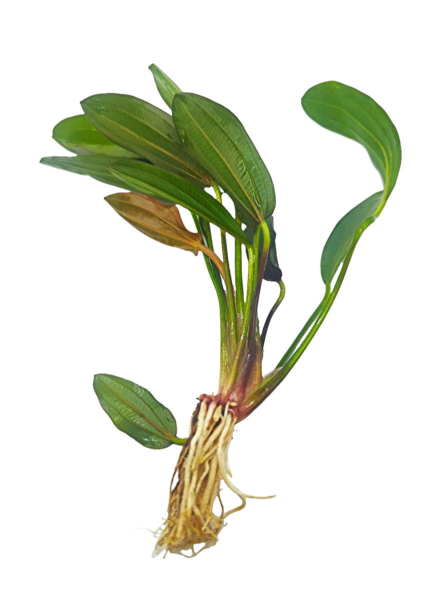 Echinodorus 'red phoenix'