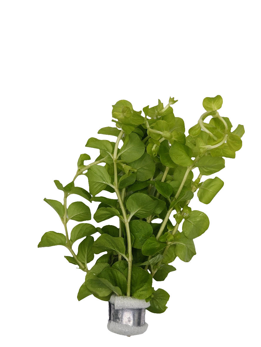 Lysimachia nummularia Aurea