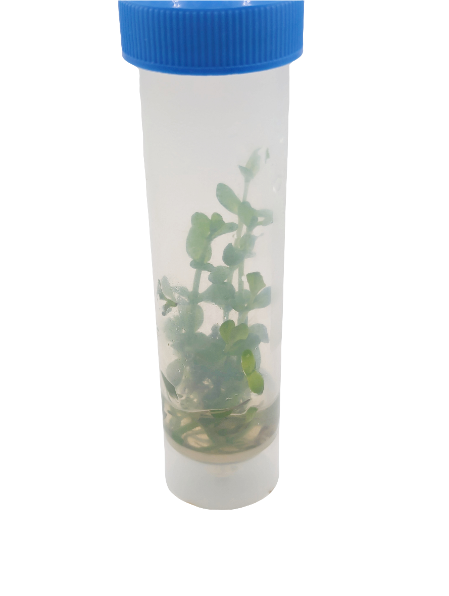 Bacopa Carolinia- Tissue Culture