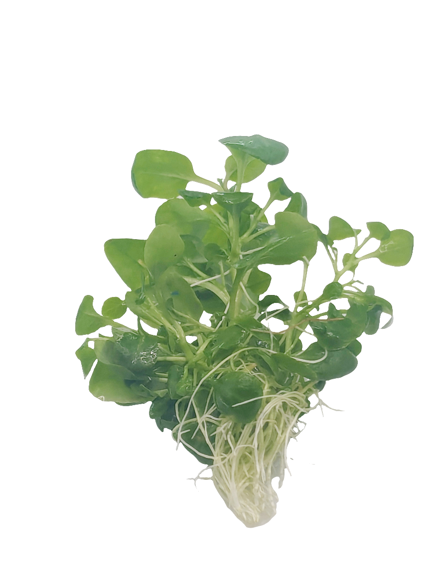 Lobelia cardinalis- Tissue Culture