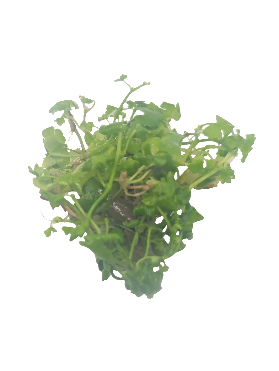 Hydrocotyle tripartita- Tissue Culture (4 ounce bag)