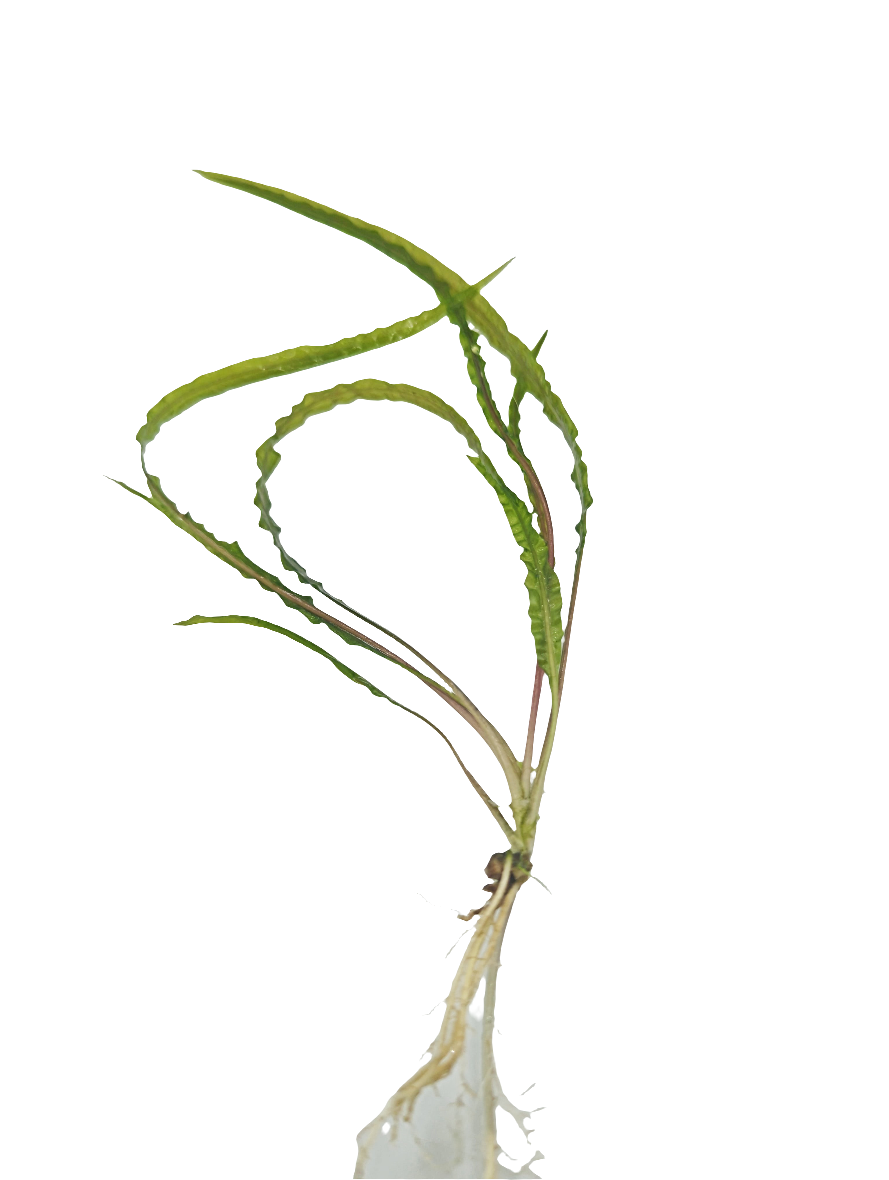 Cryptocoryne balansae