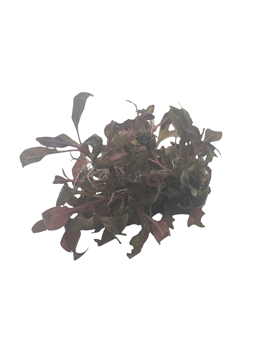 Alternanthera reineckii 'Mini'- Tissue Culture