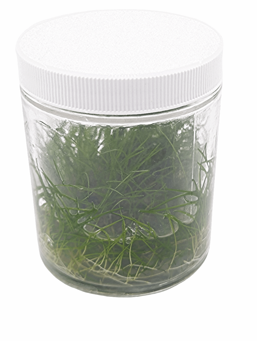 Eleocharis acicularis- Tissue Culture