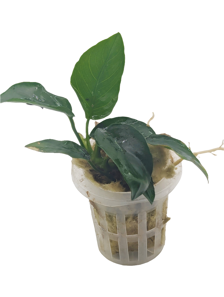 Anubias barteri nana