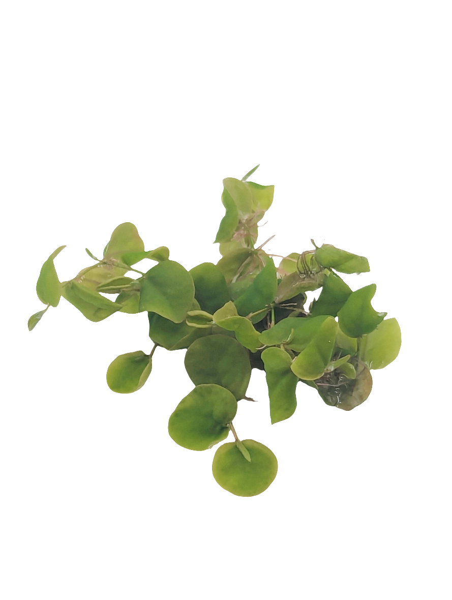 Phyllanthus fluitans- Tissue Culture