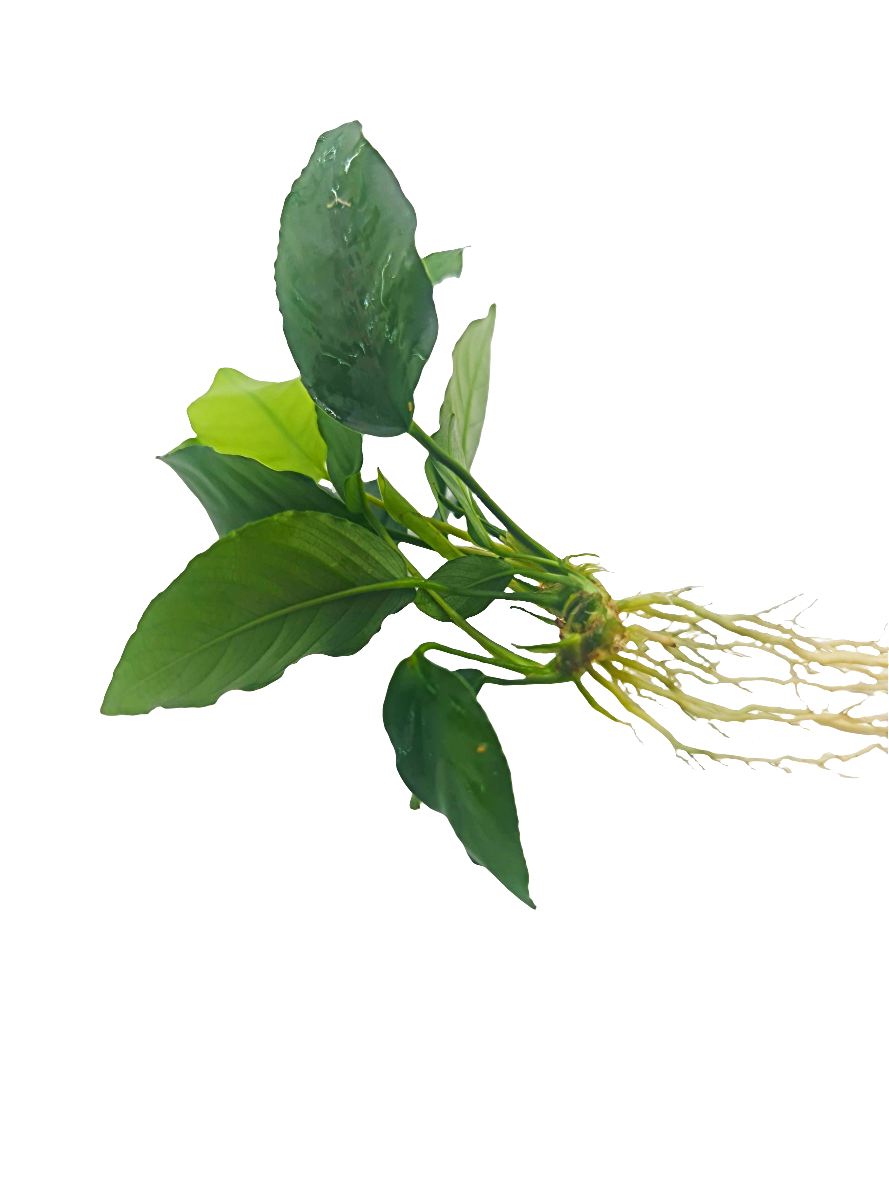 Anubias nana 'wrinkle leave'