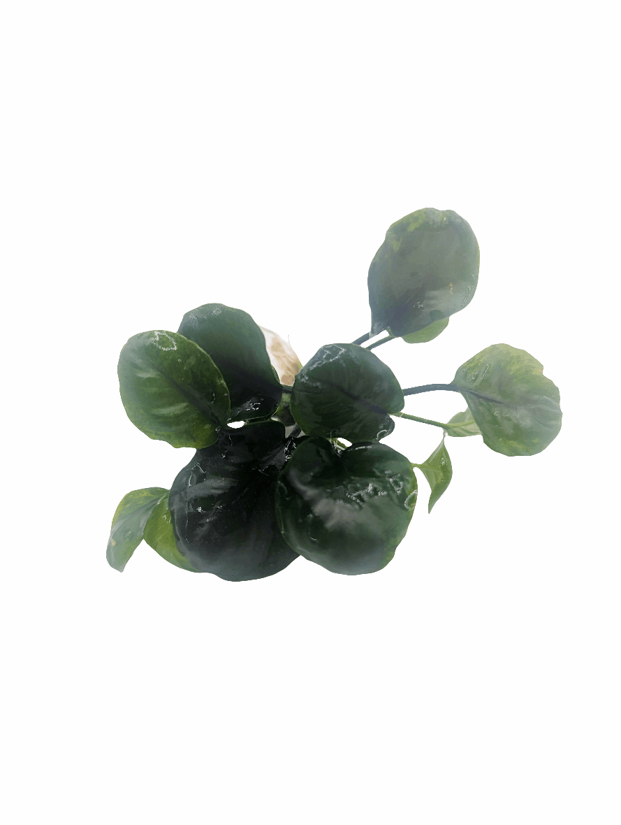 Anubias barteri ’Coin Leaf’