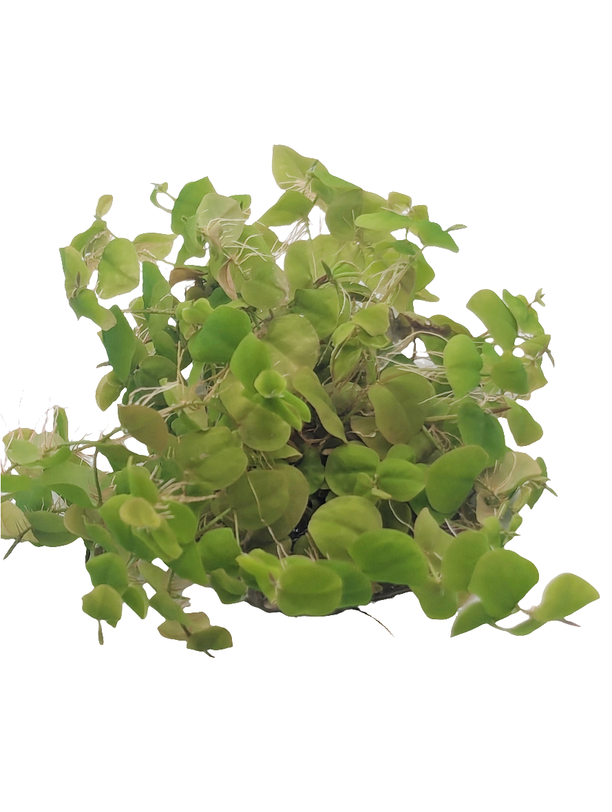 Phyllanthus fluitans- Tissue Culture