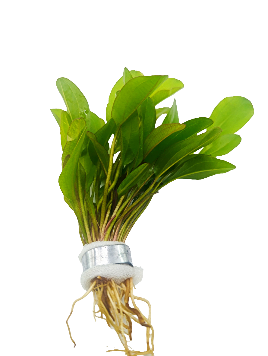 Echinodorus small Bear